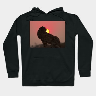 Cheetah At Sunset Hoodie